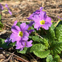 Primula juliae